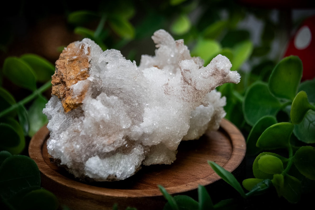 Ram’s Horn Selenite (Gypsum)