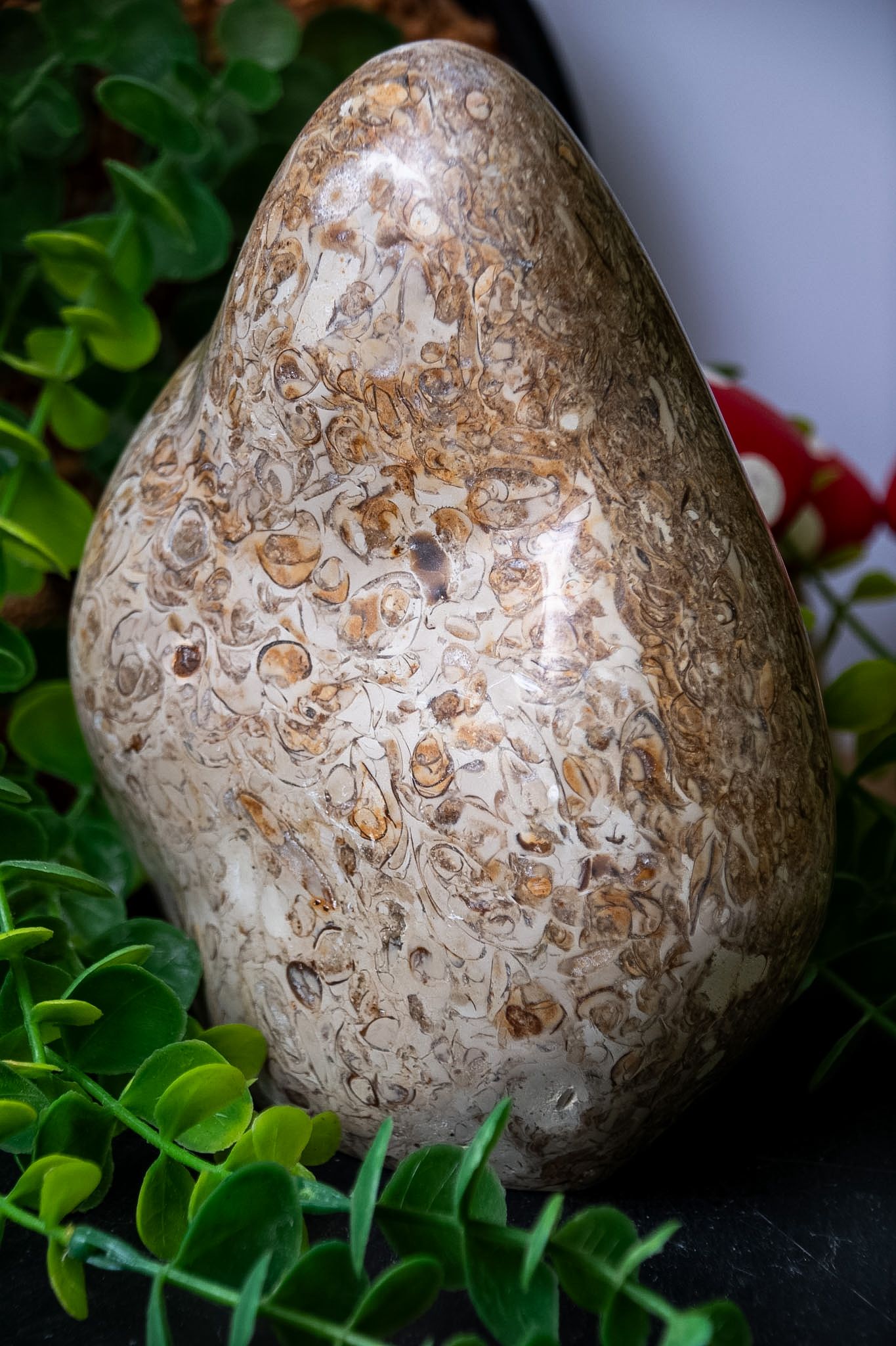 Coquillage shell jasper freeform