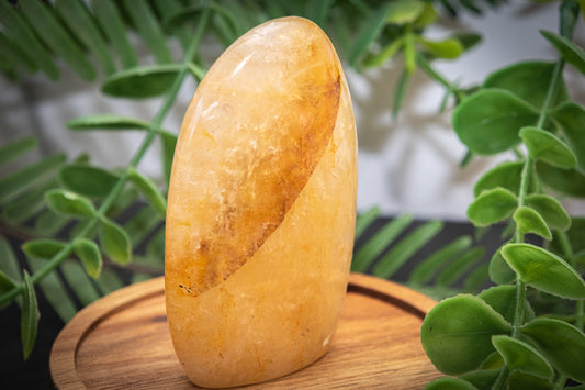 Golden healer Freeform