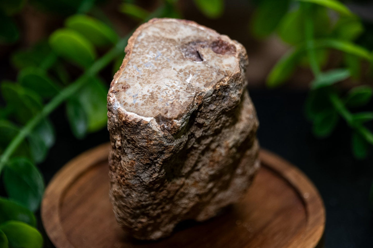 Small raw fossil wood branch stumps
