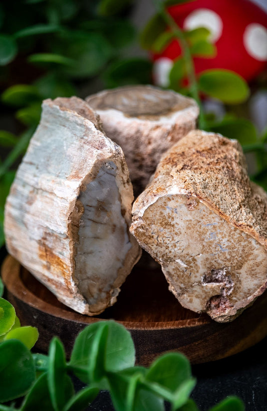 Small raw fossil wood branch stumps