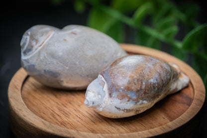 Agatised gastropod fossil shells – Spiralites