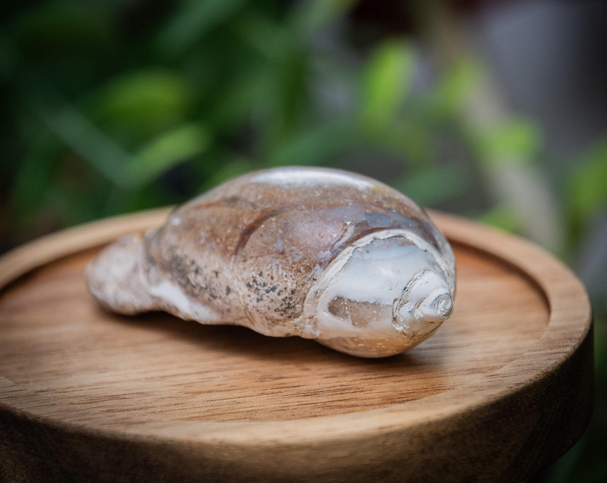 Agatised gastropod fossil shells – Spiralites