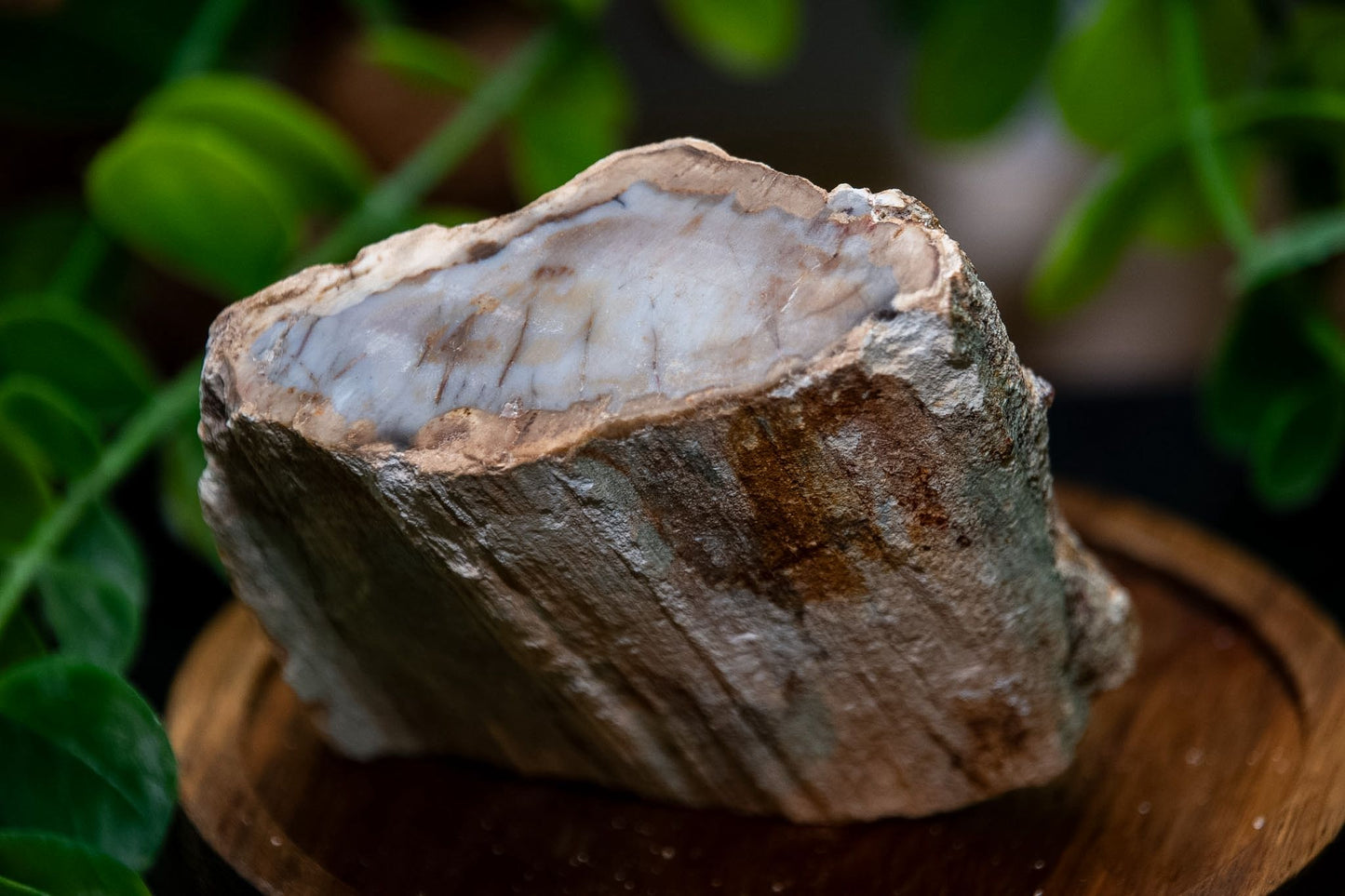 Small raw fossil wood branch stumps