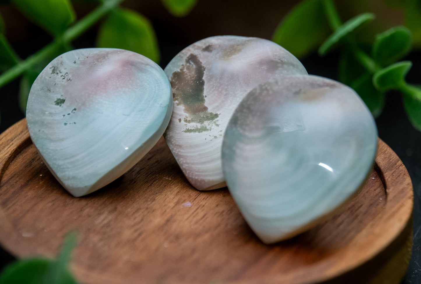 Shiva shell tear drop