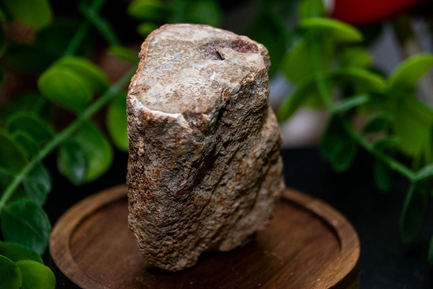 Small raw fossil wood branch stumps