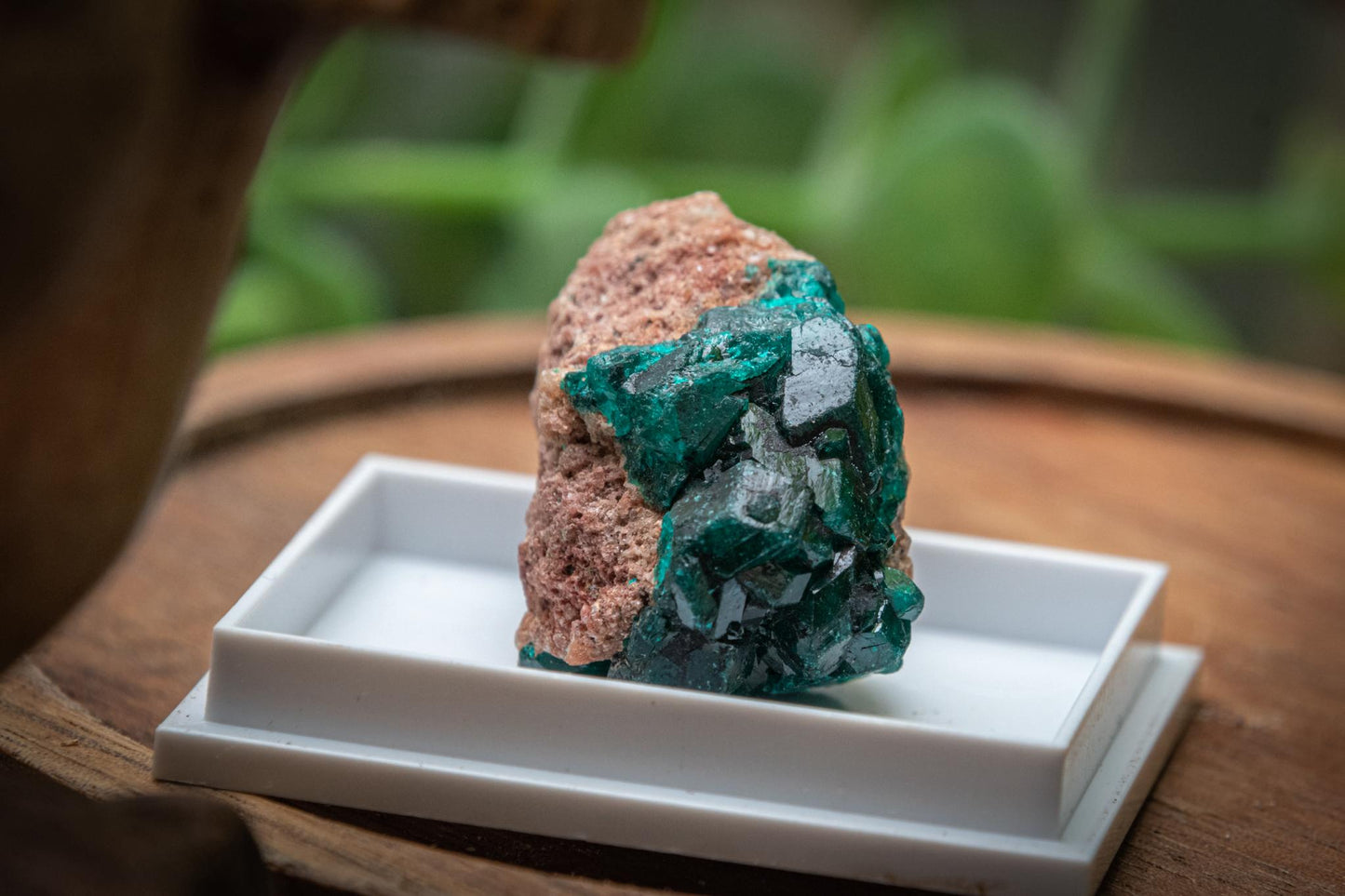 Dioptase raw specimen in display box
