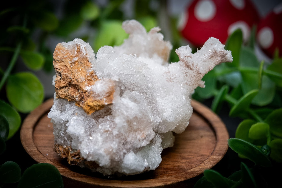 Ram’s Horn Selenite (Gypsum)