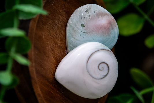 Shiva shell tear drop
