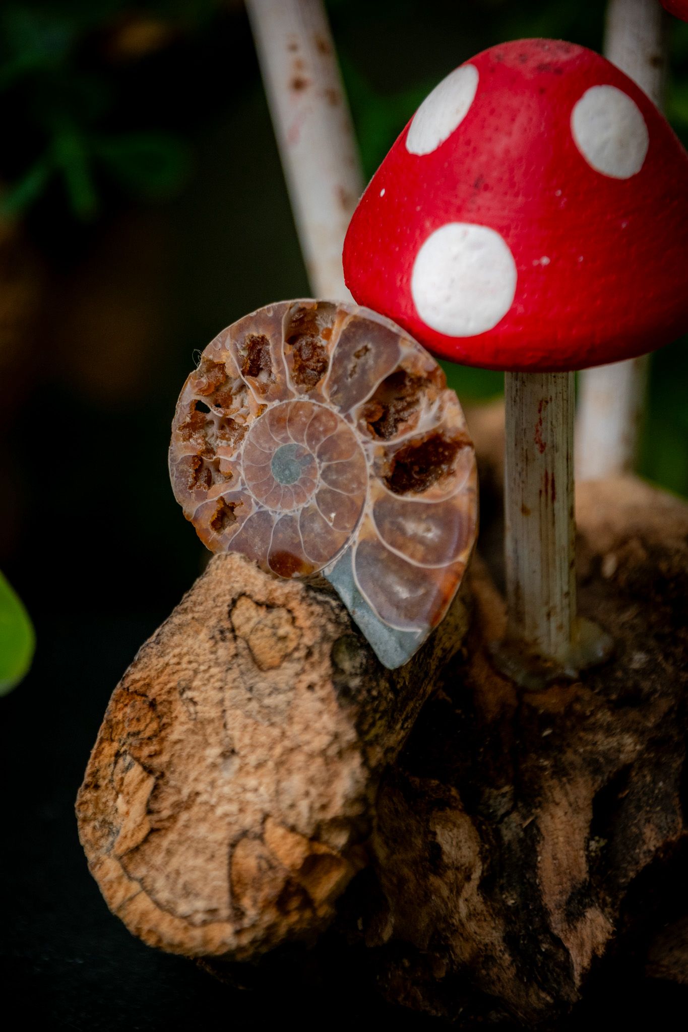 Small ammonite fossil