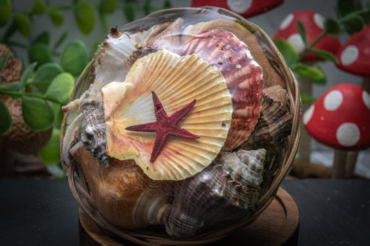 Basket of shells