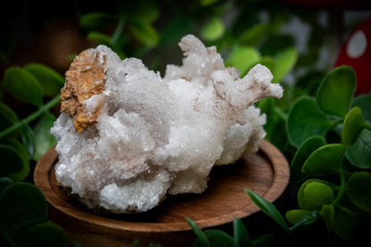 Ram’s Horn Selenite (Gypsum)