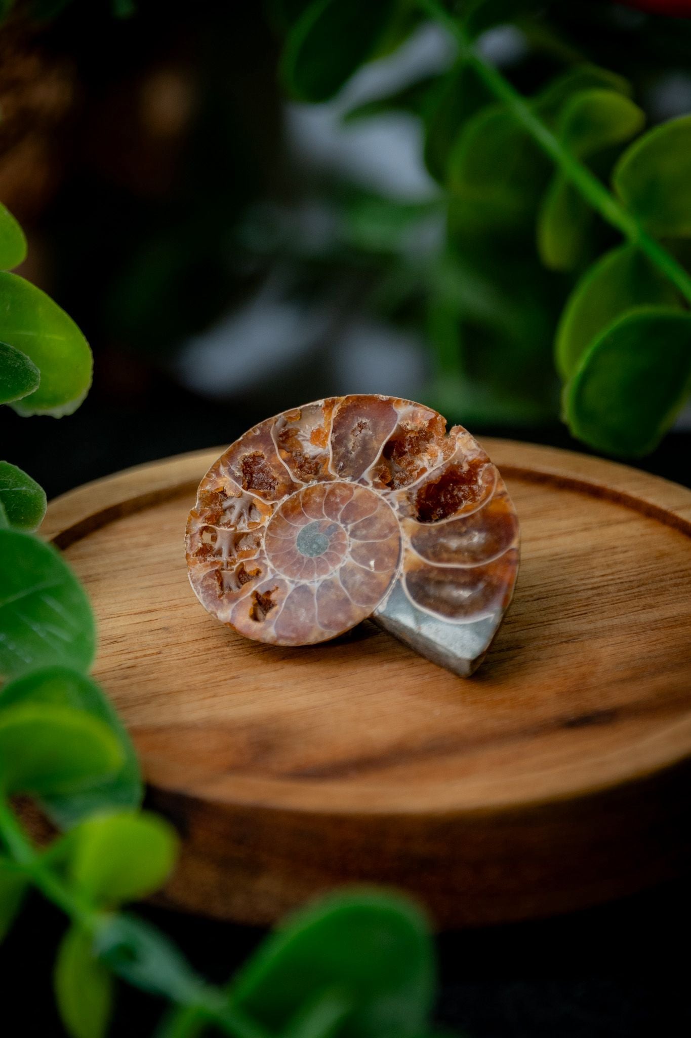 Small ammonite fossil