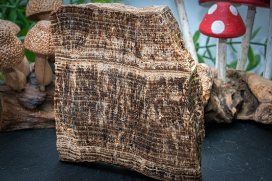 Aragonite slice