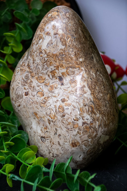 Coquillage shell jasper freeform