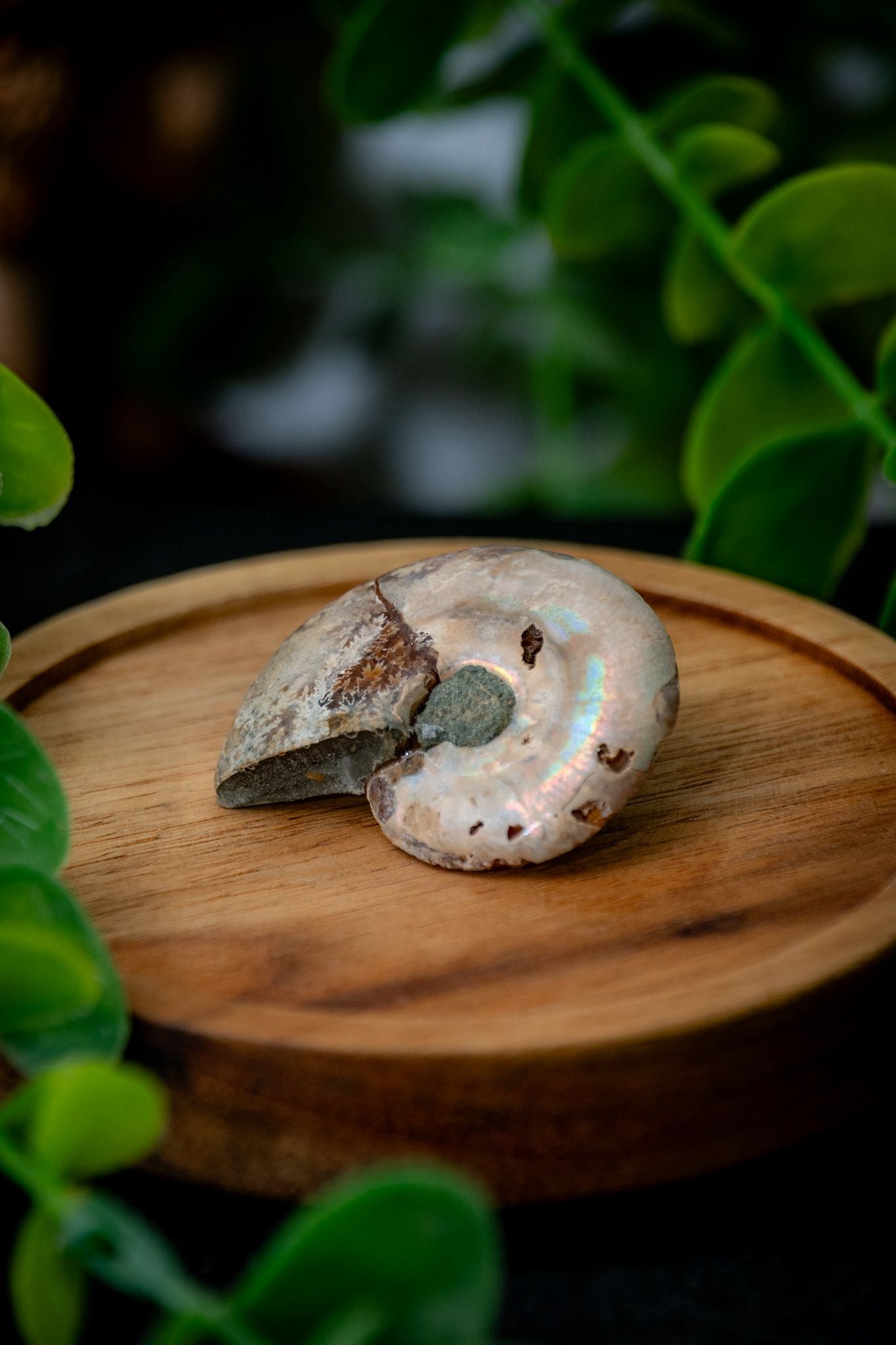 Small ammonite fossil