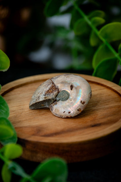 Small ammonite fossil