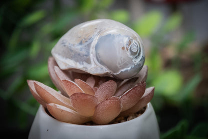 Agatised gastropod fossil shells – Spiralites