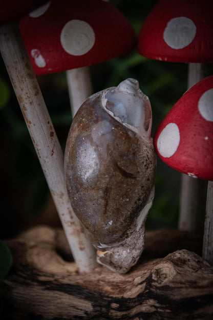 Agatised gastropod fossil shells – Spiralites