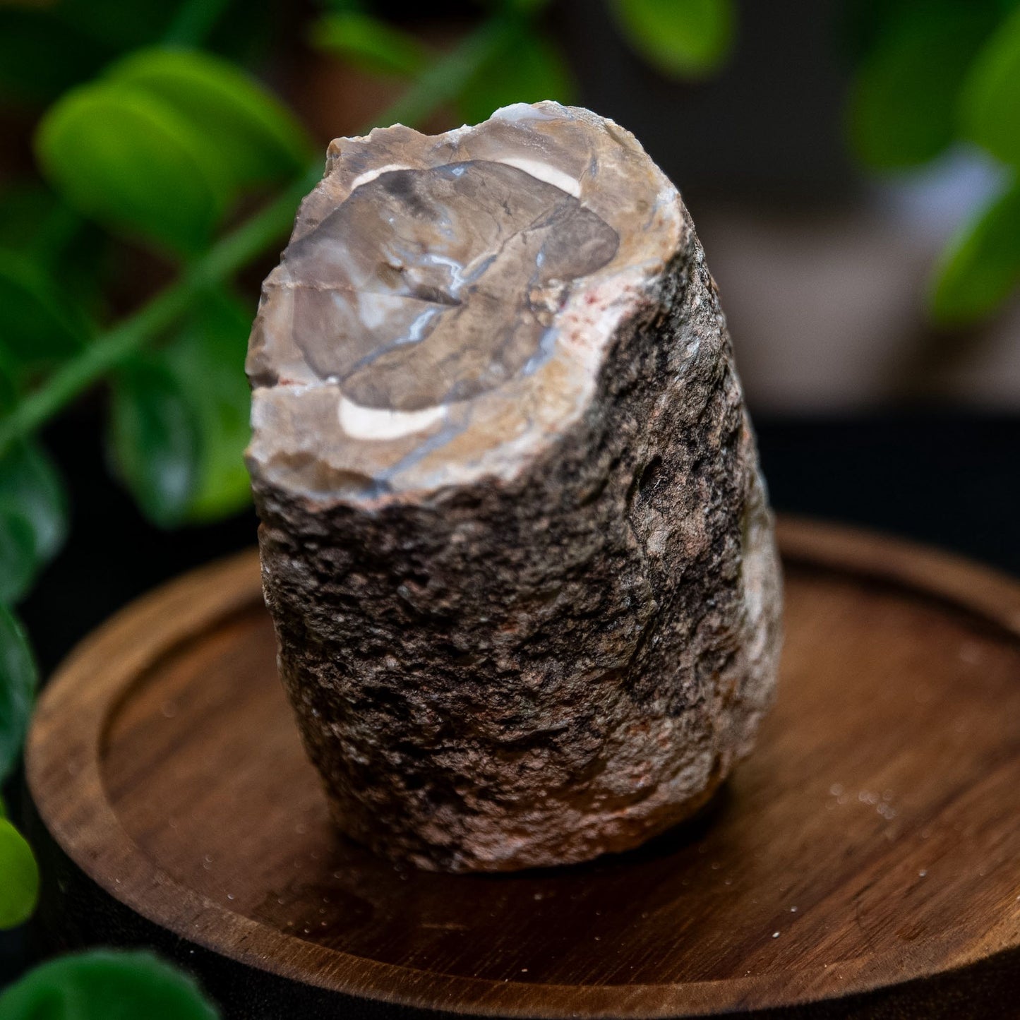 Small raw fossil wood branch stumps