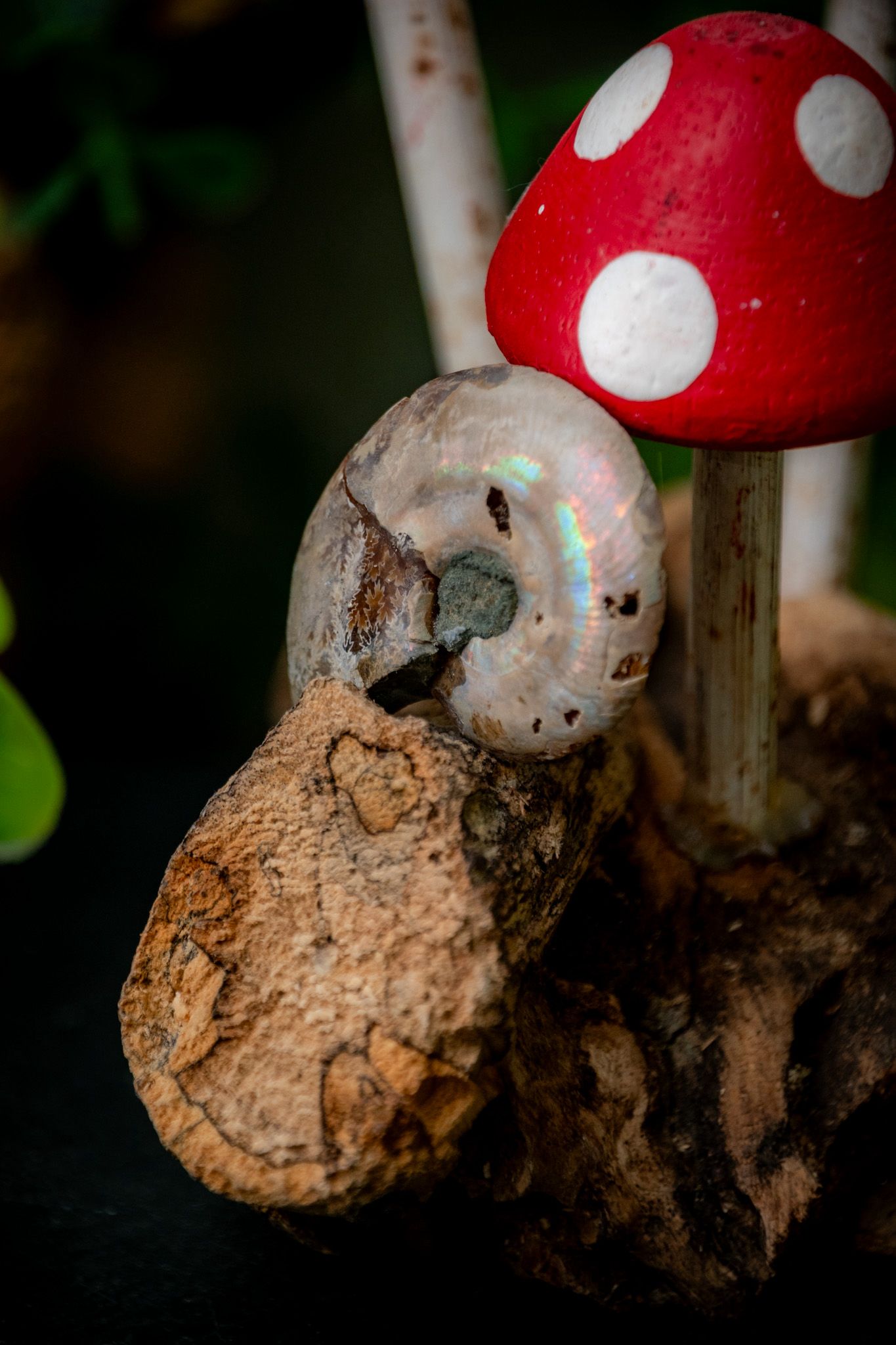 Small ammonite fossil