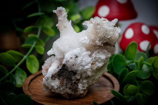 Ram’s Horn Selenite (Gypsum)