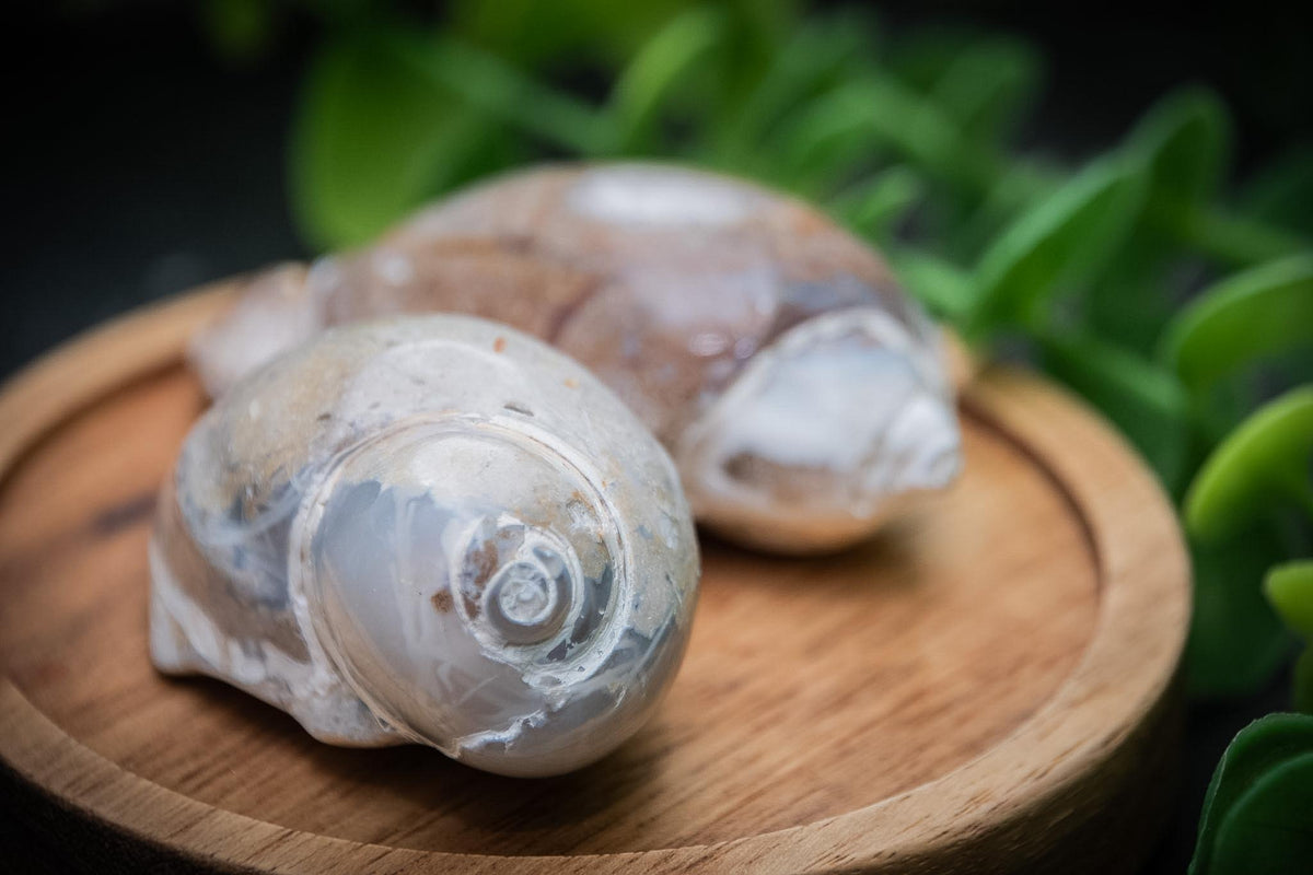 Agatised gastropod fossil shells – Spiralites